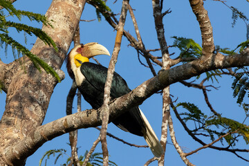 Close-up of a Wreathed hornbill perched on a branch against blue sky, Thailand, South East Asia