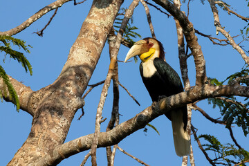 Close-up of a Wreathed hornbill perched on a branch against blue sky, Thailand, South East Asia