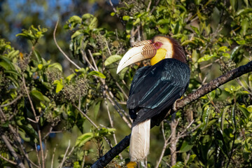 Close-up of a Wreathed hornbill perched on a branch, Thailand, South East Asia