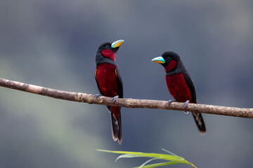 Close-up of two Black-and-red broadbill perched on a branch facing each other, Thailand, South East Asia
