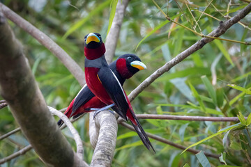 Close-up of two Black-and-red broadbill perched on a branch, Thailand, South East Asia