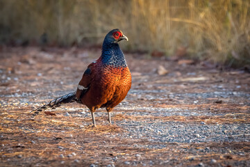 Male Mrs. hume´s pheasanwalking on ground, Thailand, South East Asia