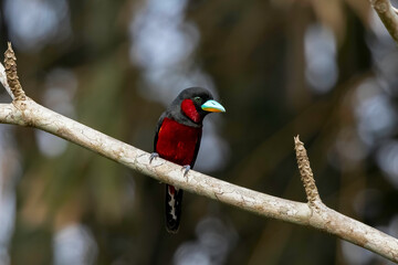 Close-up of Black-and-red broadbill perched on a branch, Thailand, South East Asia
