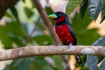 Close-up of Black-and-red broadbill perched on a branch, Thailand, South East Asia