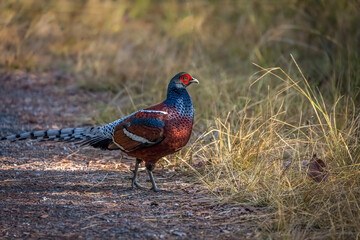 Male Mrs. hume´s pheasanwalking on ground, Thailand, South East Asia