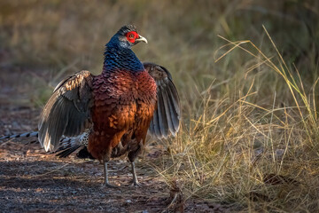 Male Mrs. hume´s pheasanwalking on ground, Thailand, South East Asia