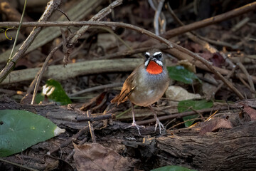 Front view of a Siberian rubythroat , Thailand, South East Asia