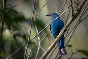 Fairy-bluebird perched on a branch, Thailand, South East Asia