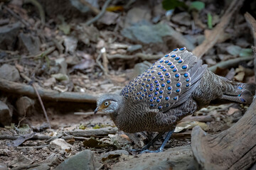 Gray peacock-pheasant on the ground, South East Asia, Thailand, South East Asia, Thailand