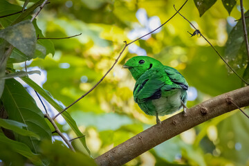 Green broadbill against natural background, South East Asia, Thailand