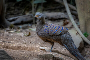 Gray peacock-pheasant on the ground, South East Asia, Thailand