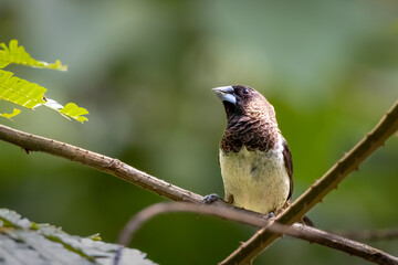 Obraz premium White-rumped munia, South East Asia, Thailand