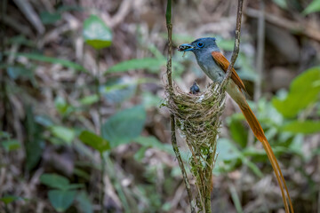 Male Blyth´s paradise-flycatcher feeding a chick in the nest, South East Asia, Thailand