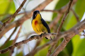 Crimson-breated flowerpecker perched on a branch, South East Asia, Thailand