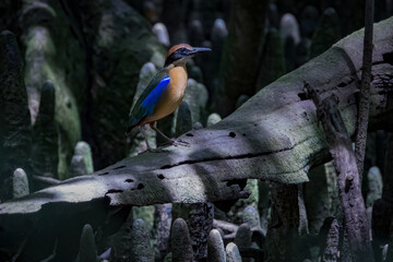 Mangrove pitta on a branch, South East Asia, Thailand
