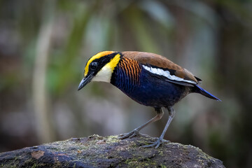 Close-up of male Malayan banded-pitta, South East Asia, Thailand