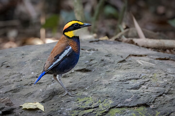 Close-up of male Malayan banded-pitta, South East Asia, Thailand
