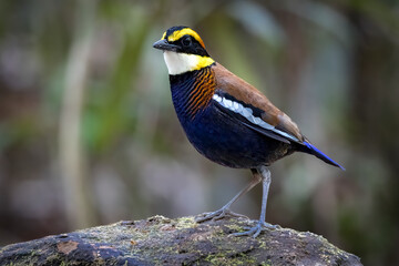 Close-up of male Malayan banded-pitta, South East Asia, Thailand