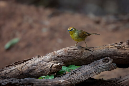 Pin-striped tit-babbler on a branch, South East Asia, Thailand