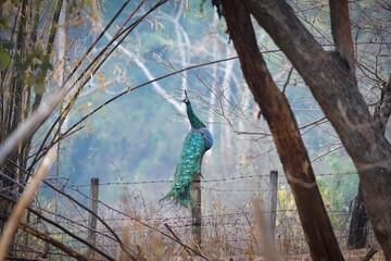 Green peafowl perched on fence post, foggy background, East Asia, Thailand