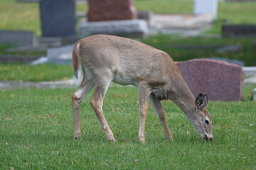 young deer grazing in a graveyard