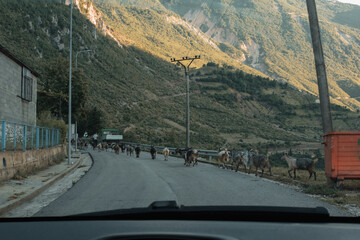 Goats coming back with shepherd in Albanian mountains before sunset. View from front car's window