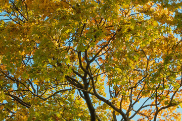 Maple tree crown in autumn park. Autumn background.