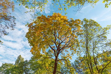 Maple tree crown in autumn park. Autumn background.