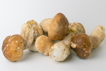 Porcini mushrooms on a white background. Boletus edulis