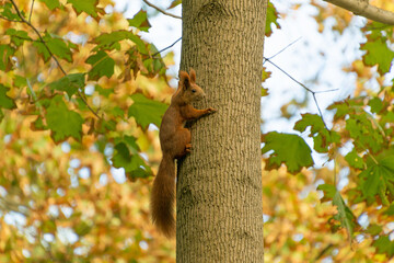 Red squirrel crawling on a tree trunk in an autumn park. © bykot