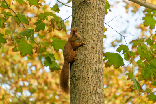 Red squirrel crawling on a tree trunk in an autumn park.
