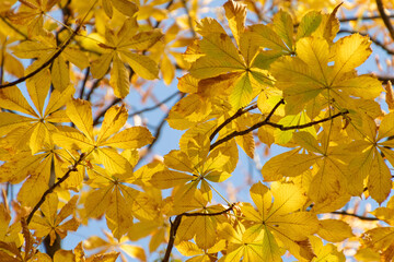 Yellow chestnut leaves. Beautiful autumn landscape on a sunny day.