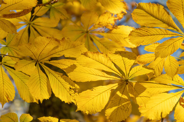 Yellow chestnut leaves. Beautiful autumn landscape on a sunny day.