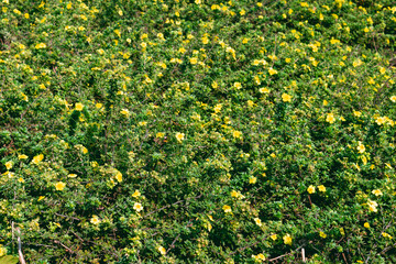 Yellow flowers of Dasiphora fruticosa. flowering shrub.Potentilla fruticosa