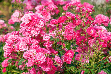 Beautiful pink flowers of Rosa abietina, close-up.
