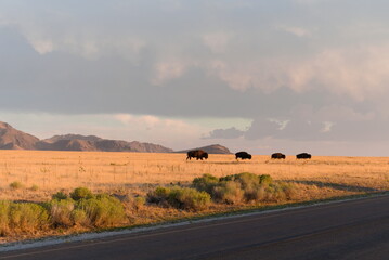 Stado bizonów na łące o zachodzie słońca © Anna