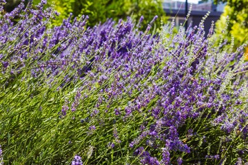 Naklejka premium Purple fragrant flower (field plant) with a medicinal effect called - lavender