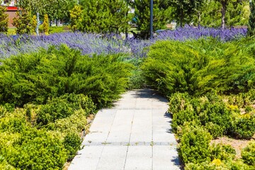 Background landscape with a path in the park in spring or summer with a lawn for a walk