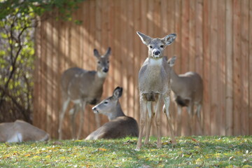 alert deer on watch as the herd relaxes