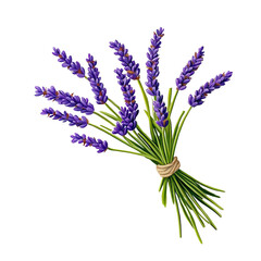 Fototapeta premium Lavender bouquet with vibrant purple flowers on transparent background.