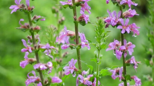 [4K] Purple Loosestrife (Lythrum salicaria) Blooming in Mountain Wetland: Vibrant Pink Flowers in Aomori, Japan 【4K】深山の湿地に咲くエゾミソハギ：鮮やかなピンクの花穂と、八甲田の豊かな水辺の自然風景素材 撮影日：20240815-1