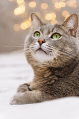 A cozy close-up of a gray cat lying on a bed with beautiful bokeh from Christmas lights in the background, creating a warm and festive atmosphere