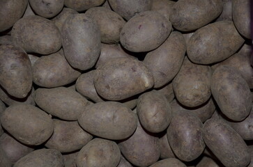 Potato harvest of the rozovka variety.