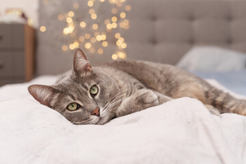 A cozy close-up of a gray cat lying on a bed with beautiful bokeh from Christmas lights in the background, creating a warm and festive atmosphere