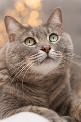 A cozy close-up of a gray cat lying on a bed with beautiful bokeh from Christmas lights in the background, creating a warm and festive atmosphere