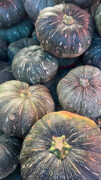 Fresh green pumpkin in the vegetable market. 4k video. Vegetable concept.