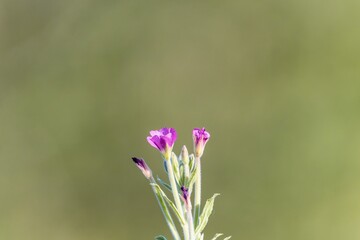 Background plant in nature with purple flowers