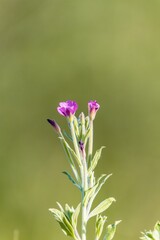 Background plant in nature with purple flowers