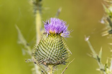Background plant in nature with purple flowers
