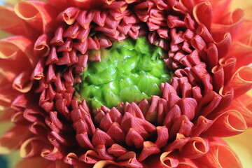 Dahlienblüte